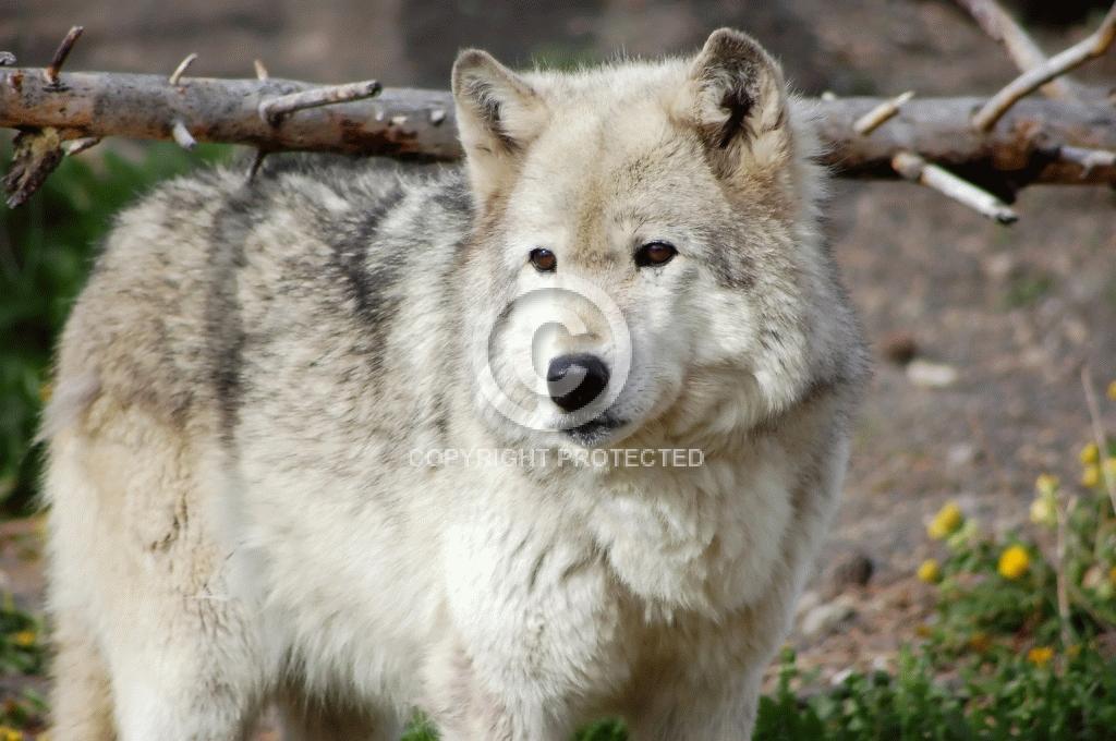 Contest = Henry County Fair Photo Contest - Result = 3rd Place - All Other