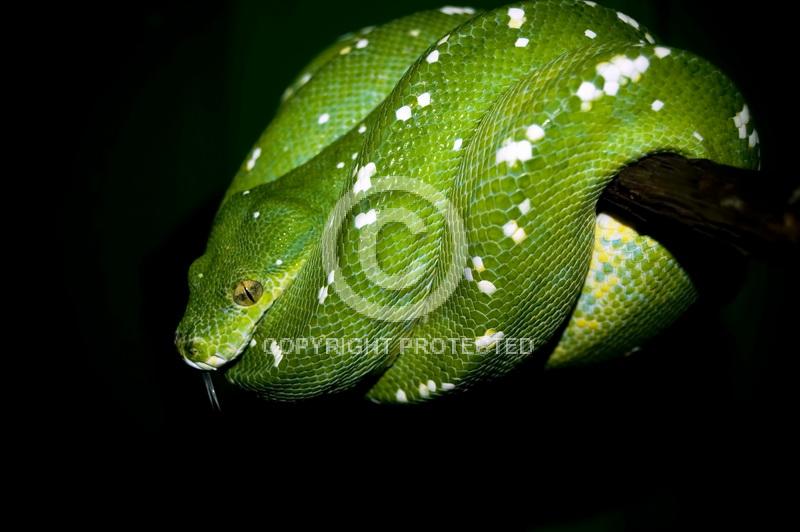 Contest = Bureau County Fair - Result = 2nd Place - Animal Wild